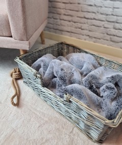 Luxury New Koala Faux Fur Dog Blanket