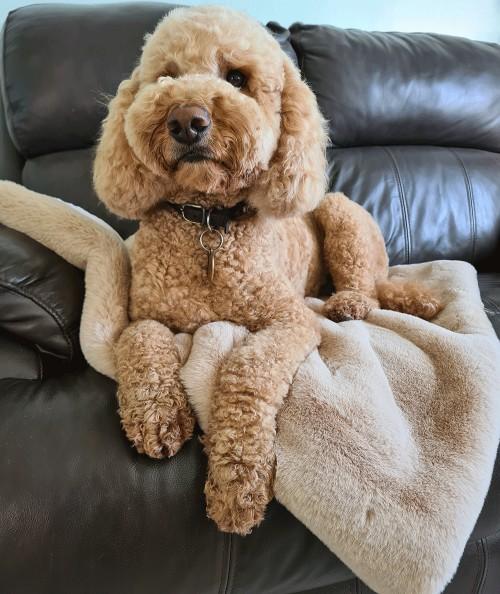 Luxury beige faux fur dog blanket